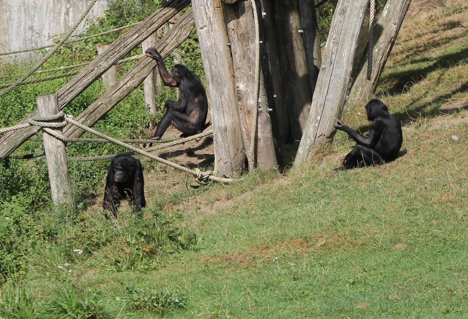 Bonobos