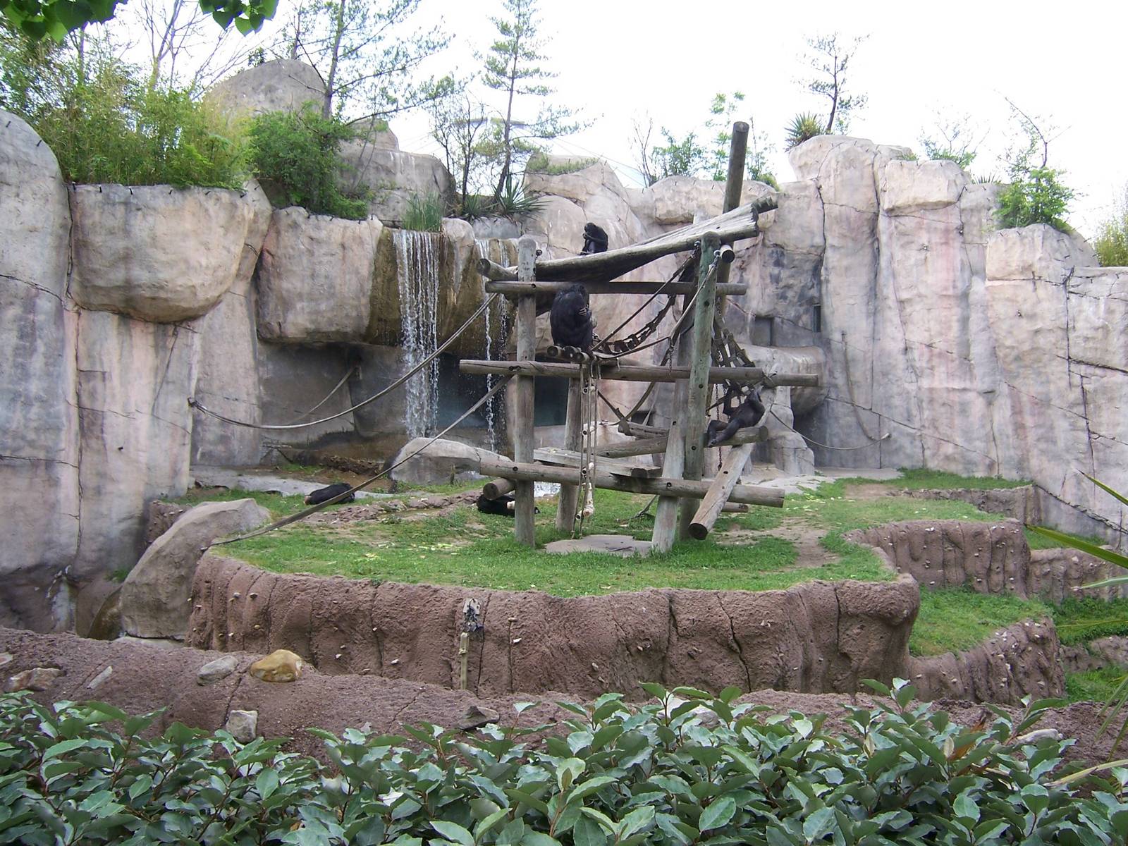 Bonobos