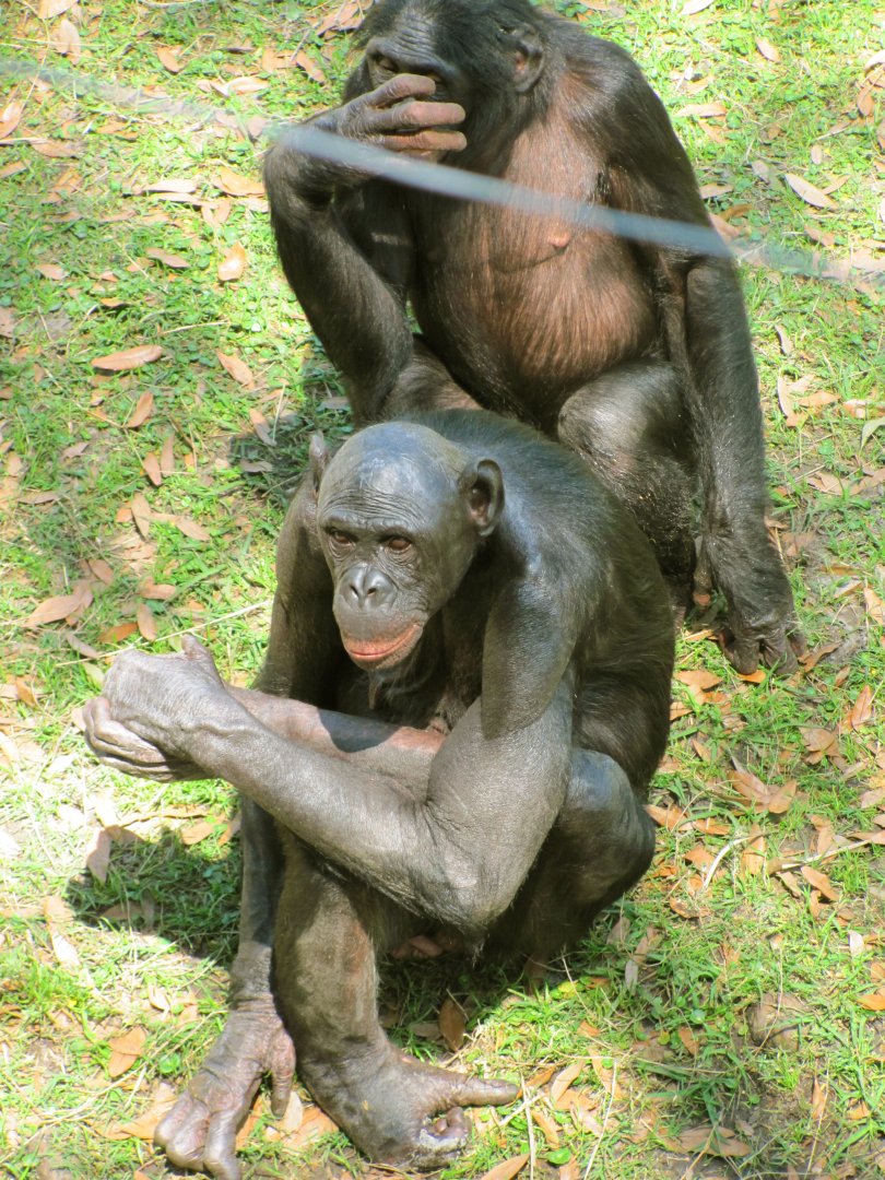 Bonobos