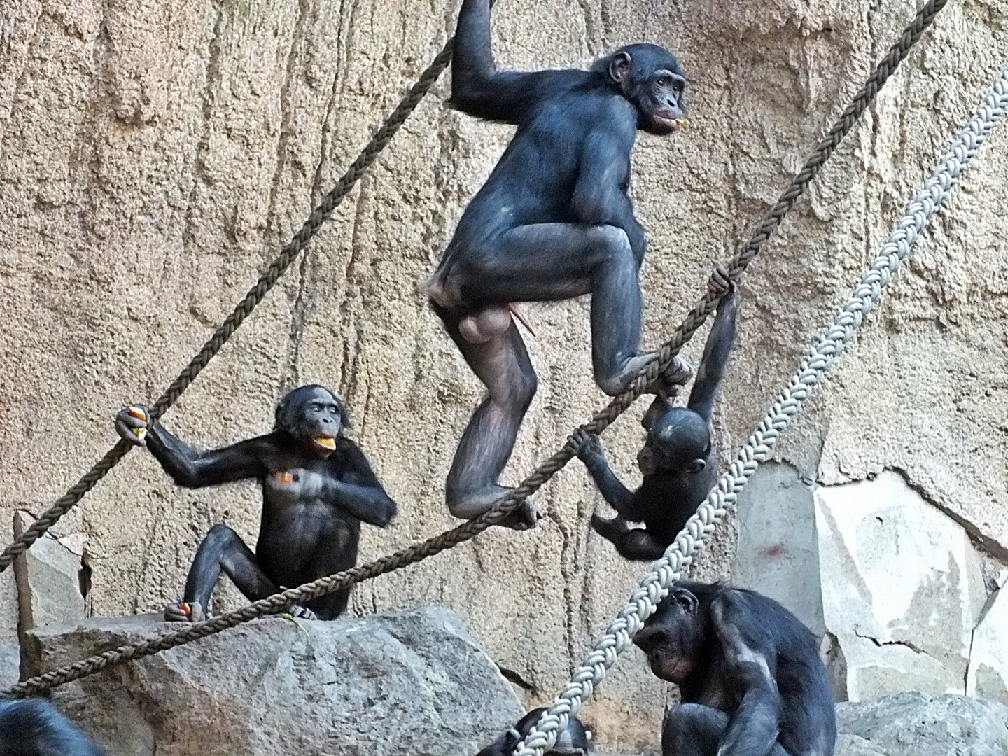 Bonobos