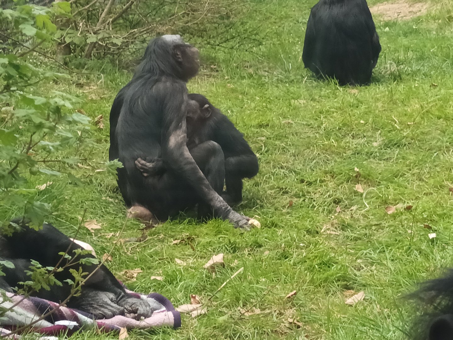 Bonobos