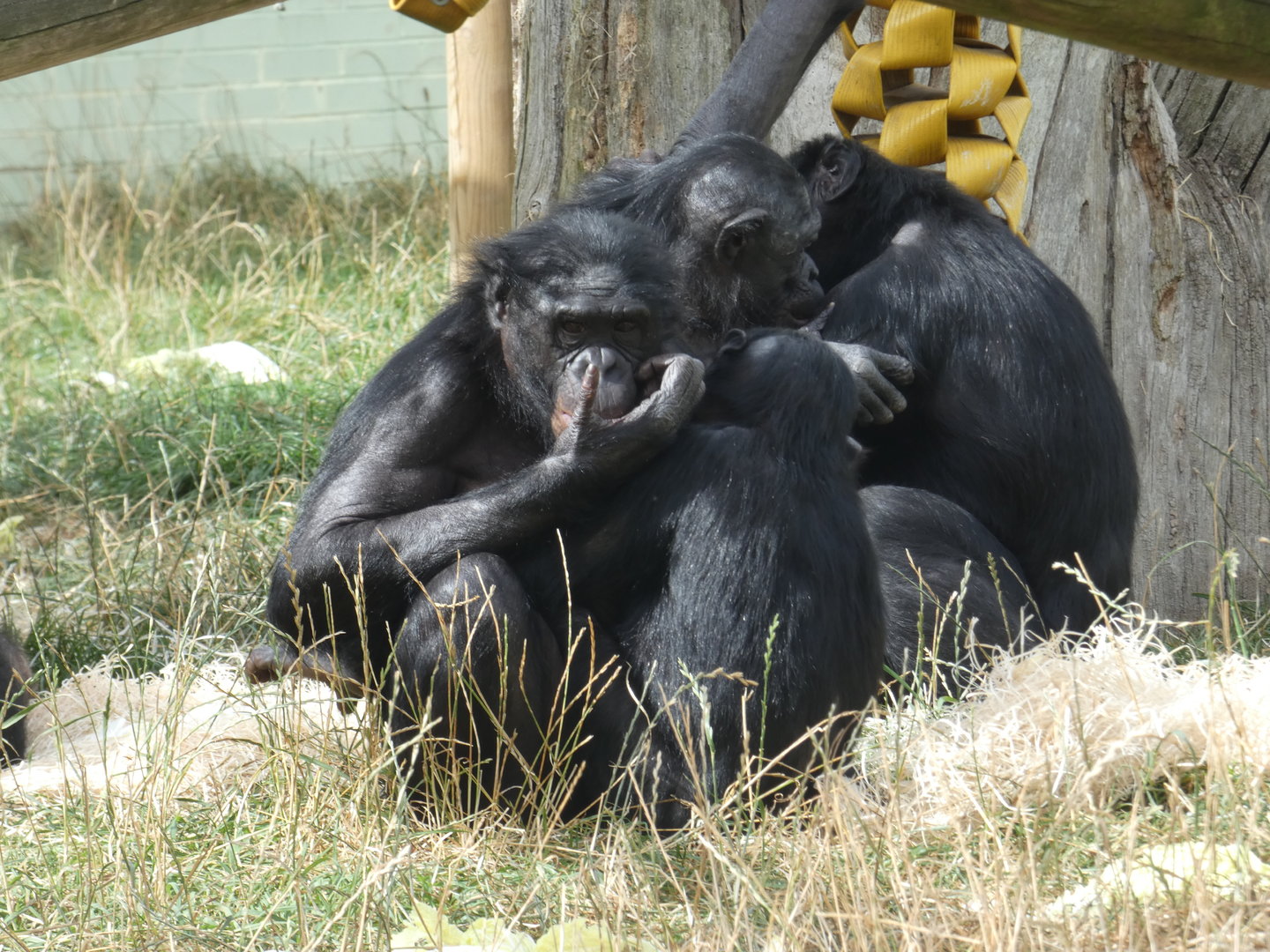 Bonobos