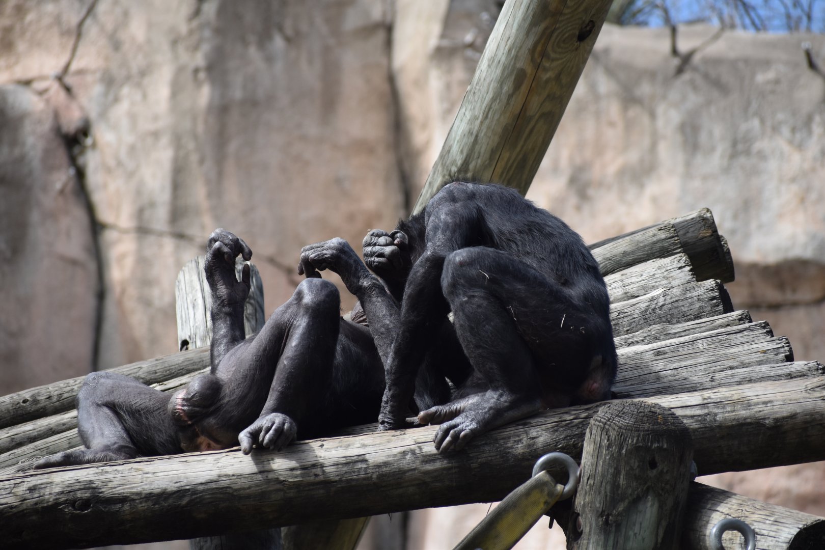 Bonobos