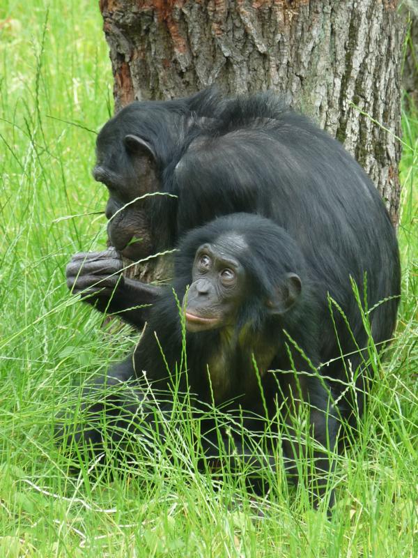 Bononob mother and young
