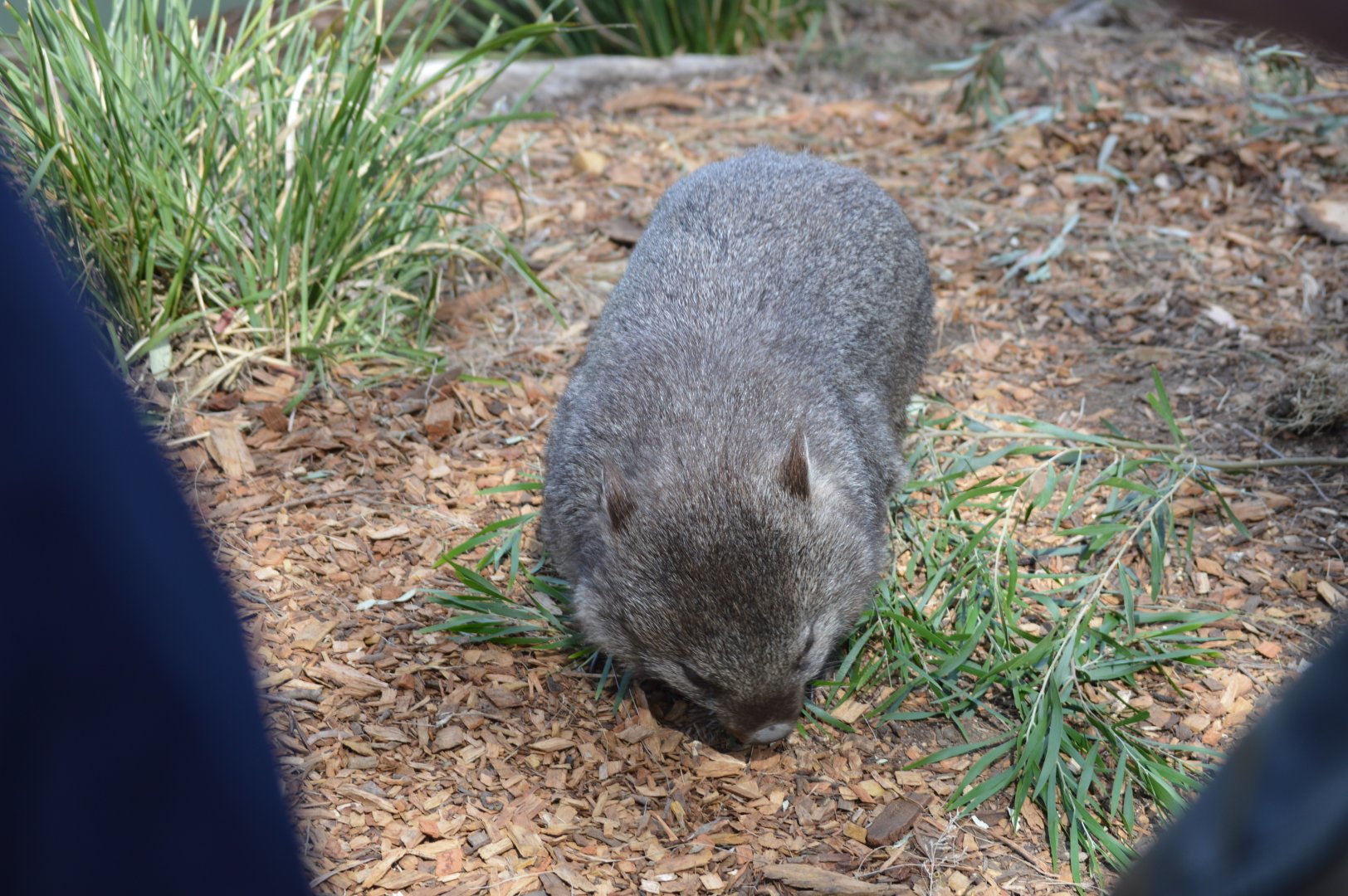 Bonorong Sanctuary - Common Wombat