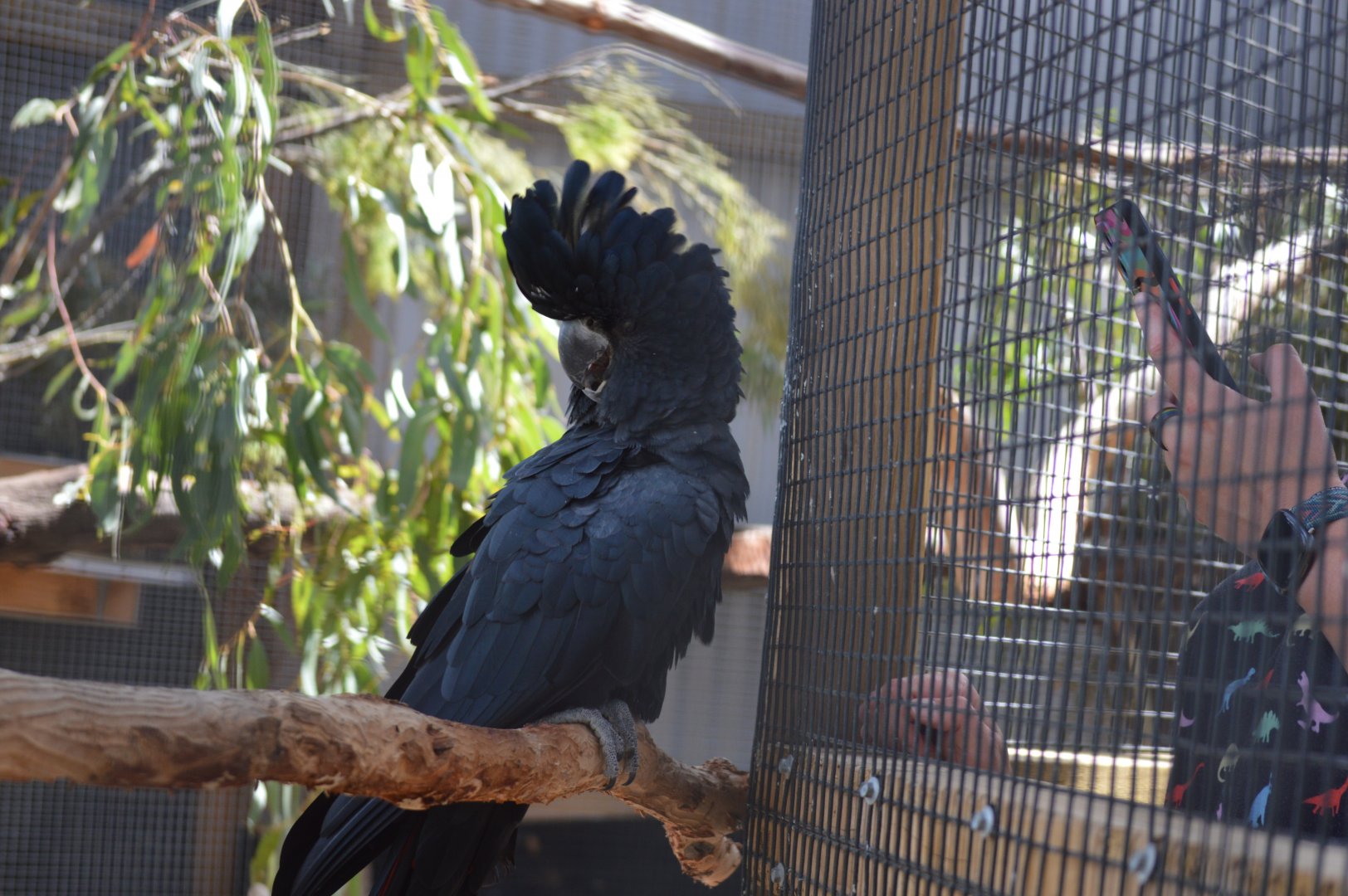Bonorong Sanctuary - Red-tailed Black Cockatoo