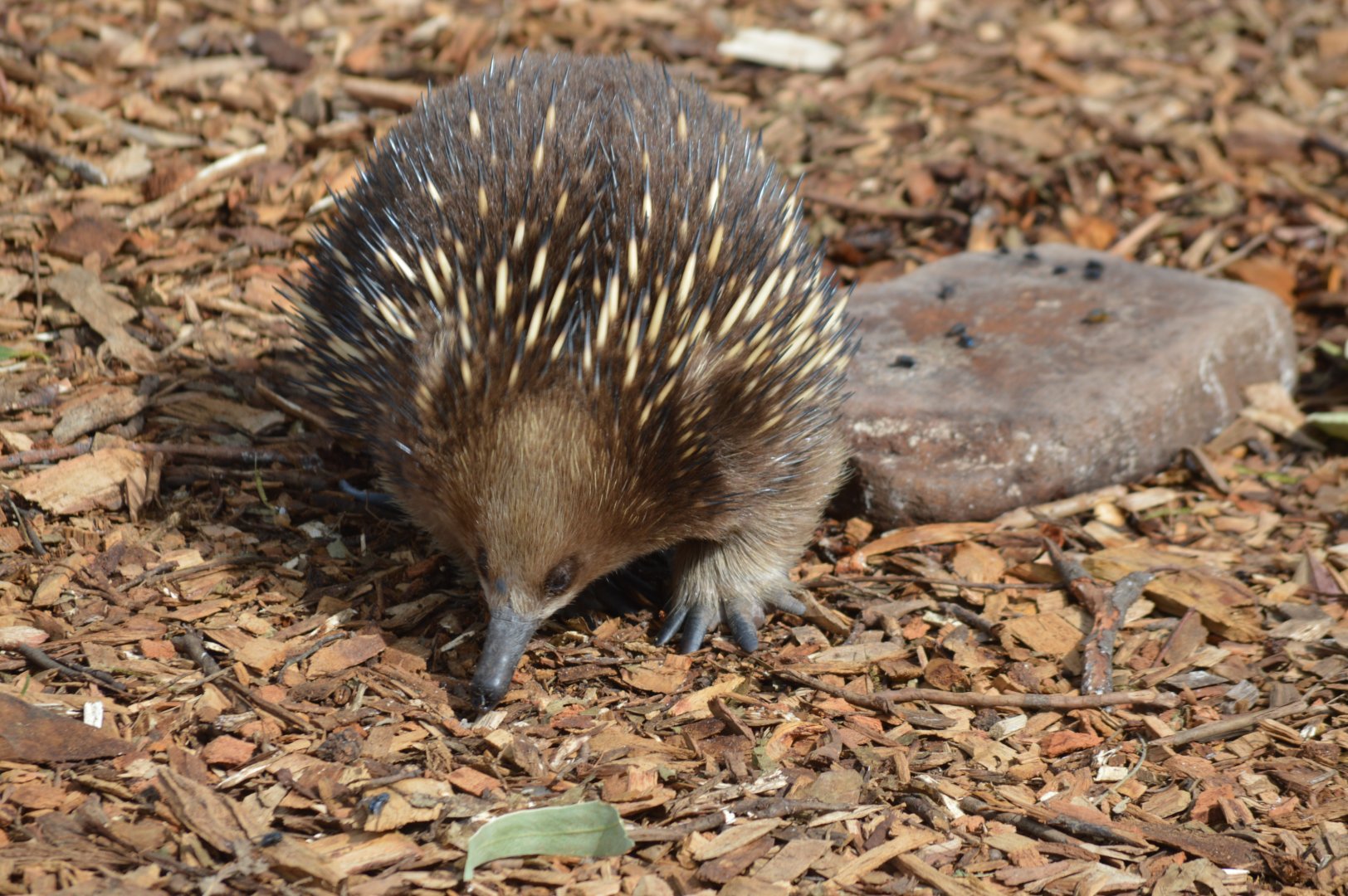Bonorong Sanctuary - Short Beaked Echidna