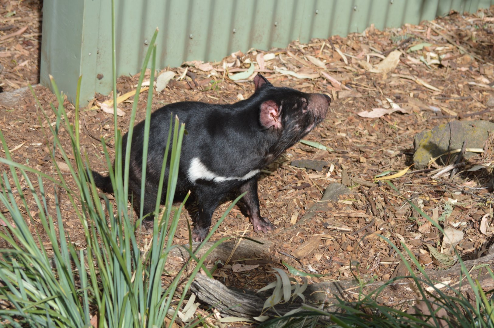 Bonorong Sanctuary - Tasmanian Devil