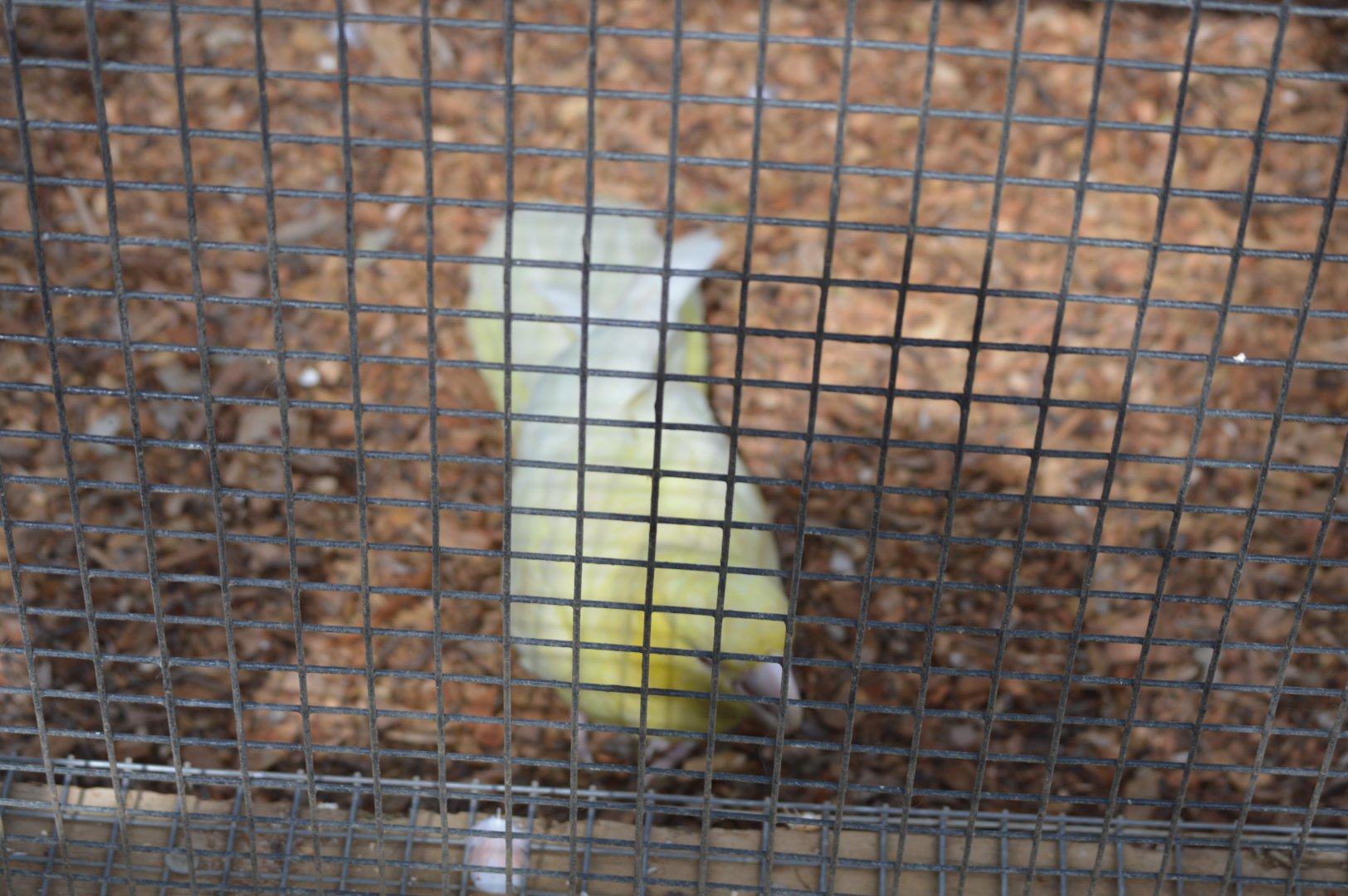 Bonorong Sancturary - Leucistic Yellow-tailed Black Cockatoo