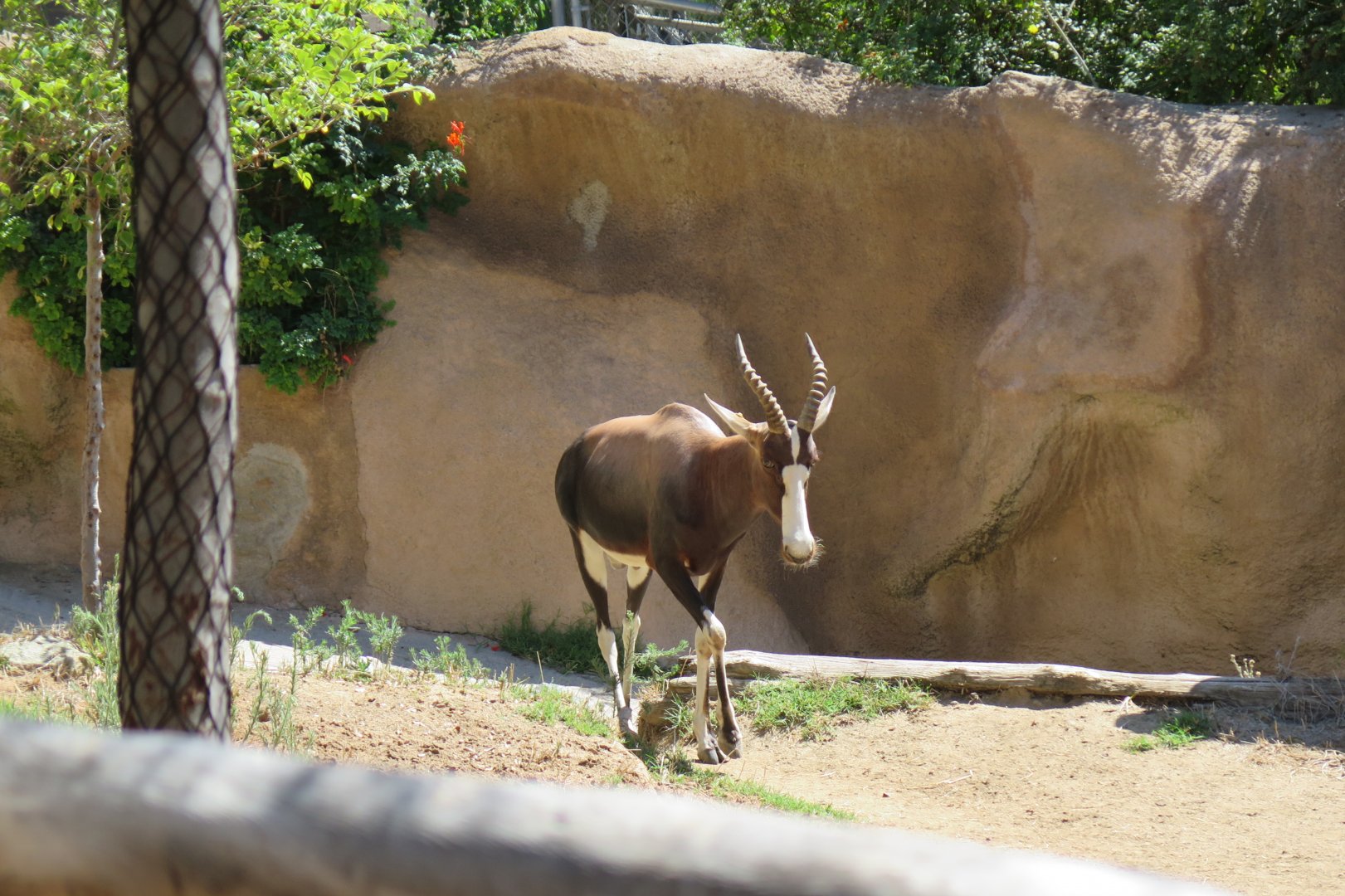 Bontebok(8/23/2024)
