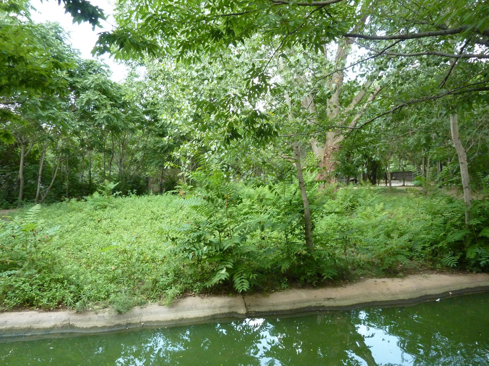 Bontebok/Abyssinian Ground Hornbill Enclosure