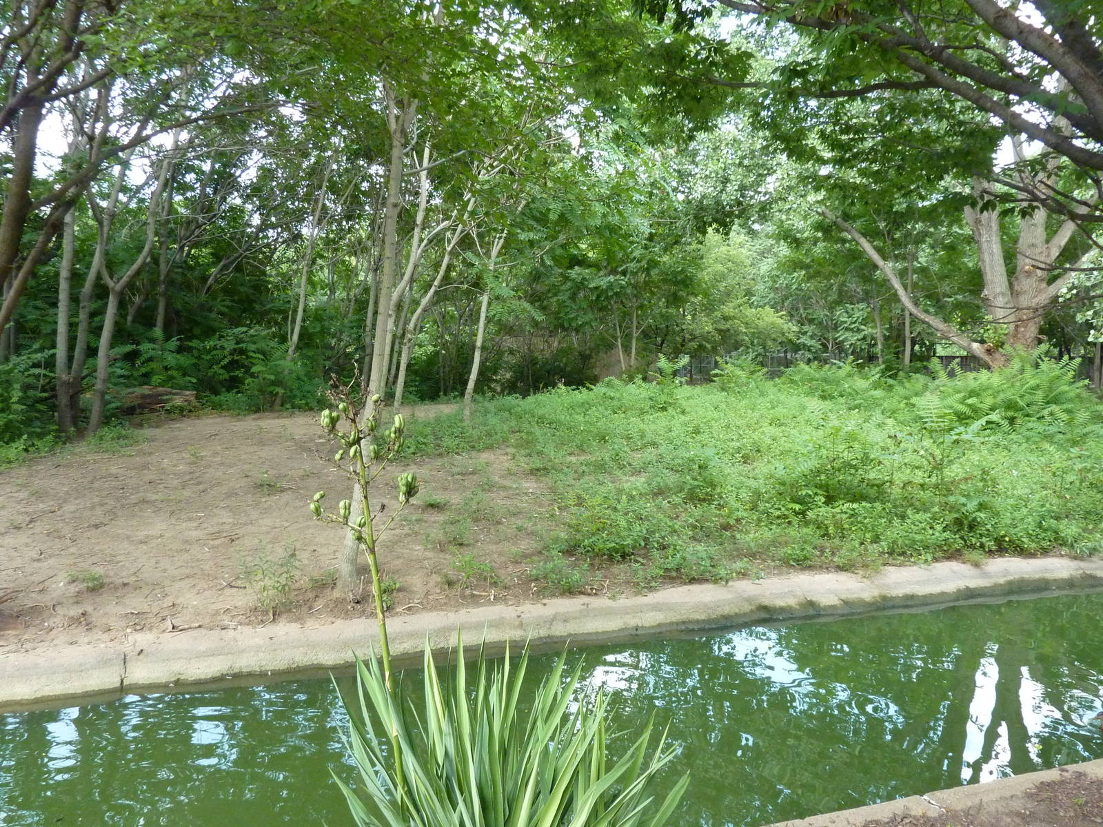 Bontebok/Abyssinian Ground Hornbill Enclosure