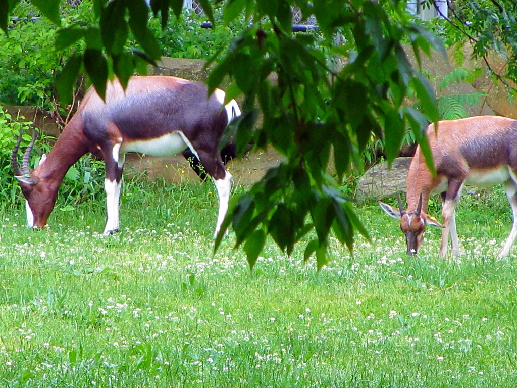 Bontebok and Calf