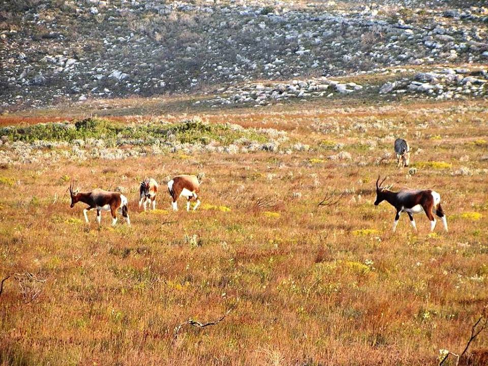 Bontebok and Cape Mountain Zebra Stallion