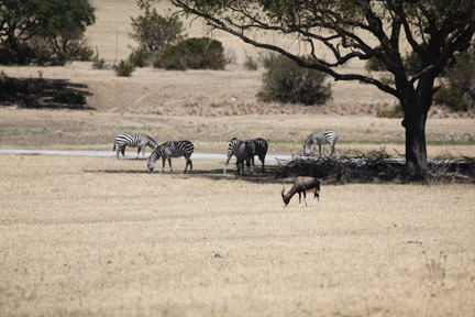 bontebok and grants zebra