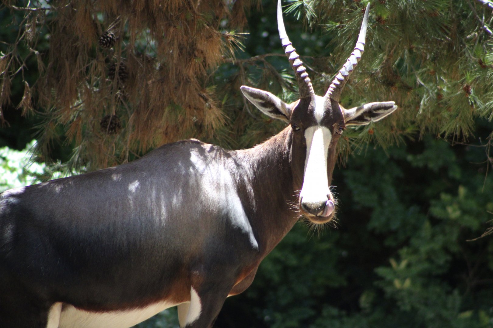 Bontebok (D. p. pygargus)