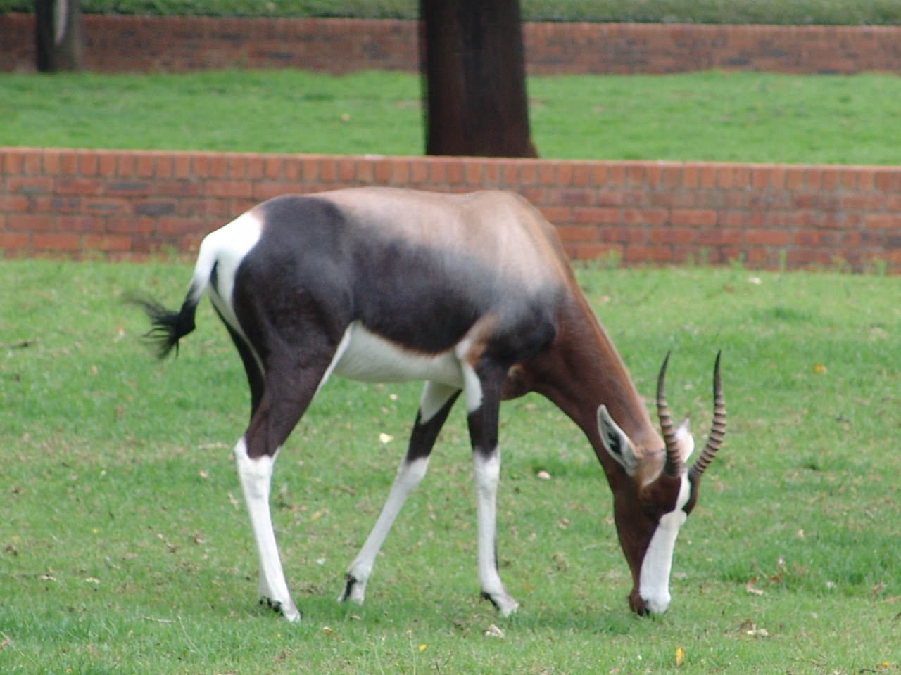 Bontebok (Damaliscus pygargus dorcas)