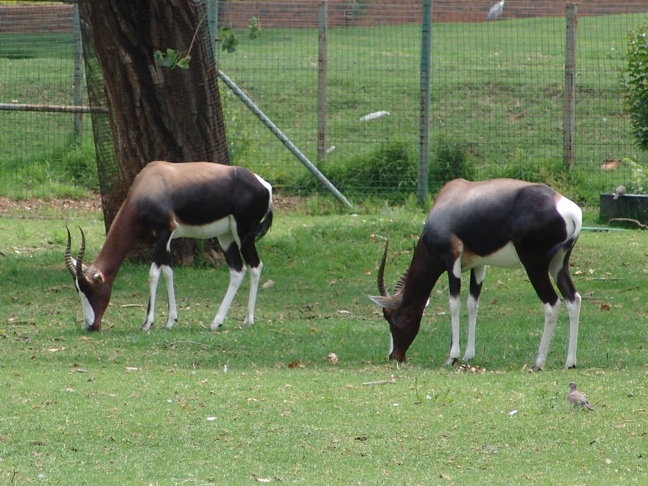 Bontebok (Damaliscus pygargus dorcas)