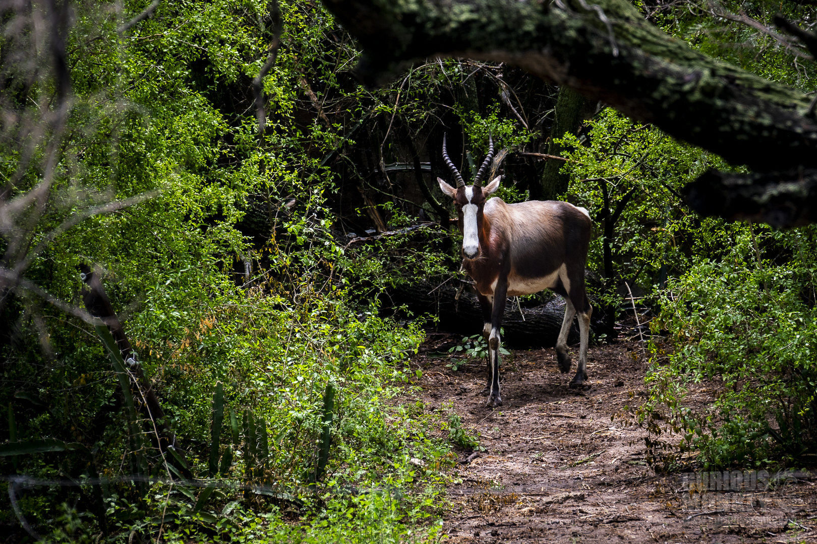 Bontebok (damaliscus pygargus pygargus) 05/22
