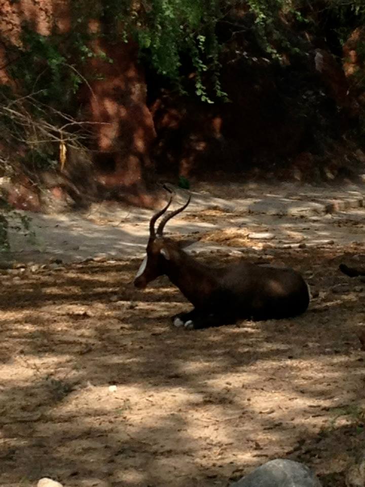 Bontebok (Damaliscus pygargus pygargus)