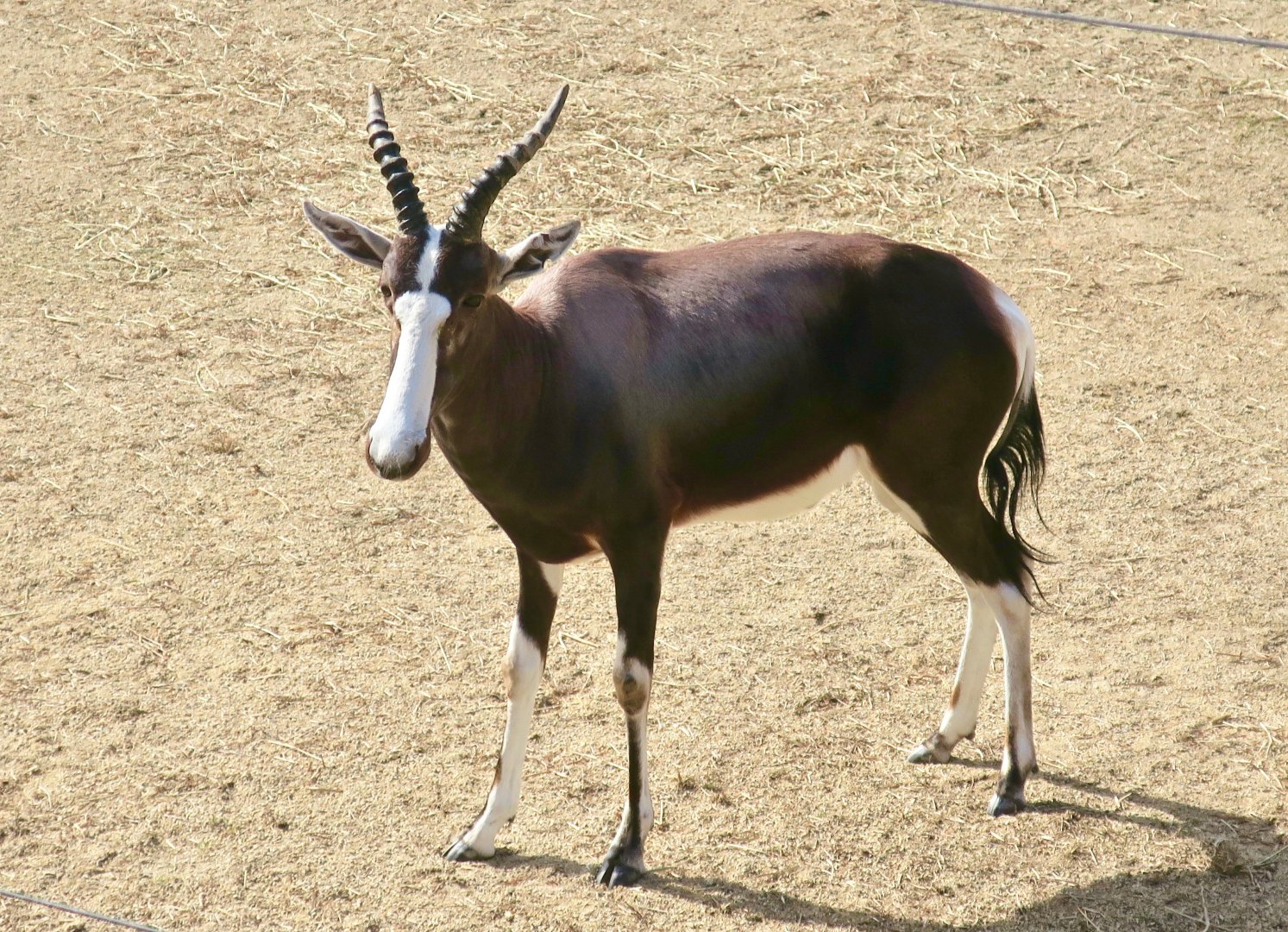Bontebok (Damaliscus pygargus pygargus)