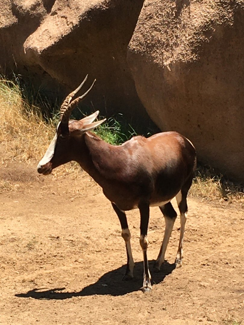 Bontebok (Damaliscus pygargus pygargus)