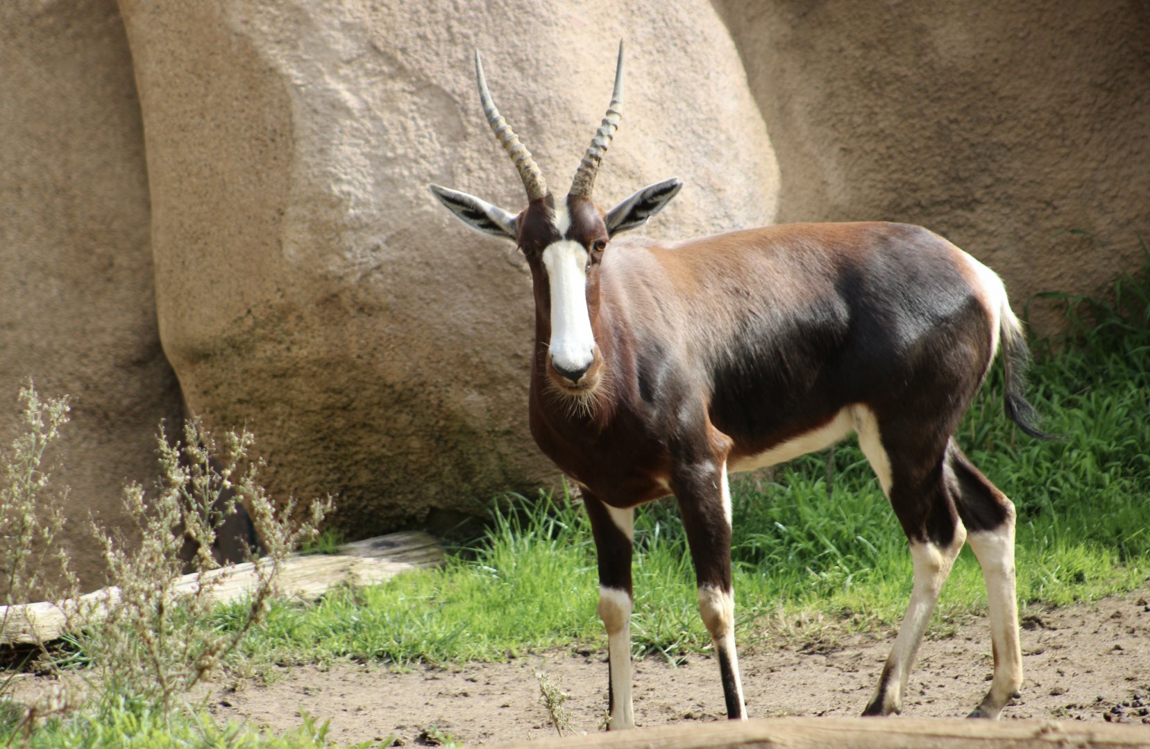 Bontebok (Damaliscus pygargus pygargus)