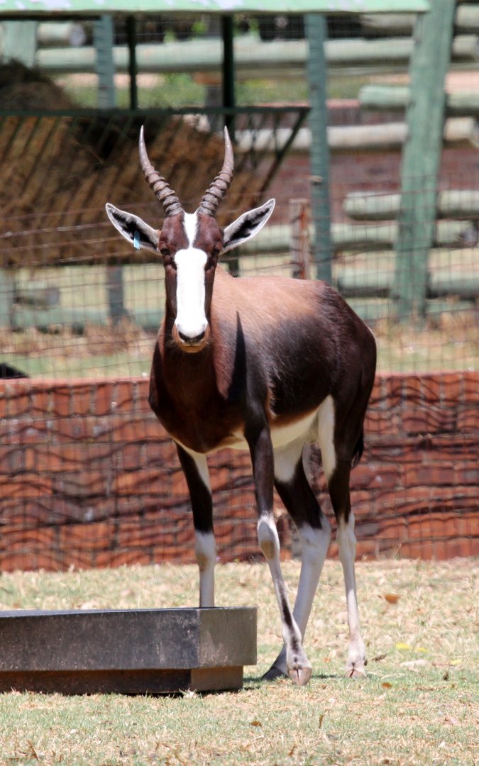 bontebok (Damaliscus pygargus)