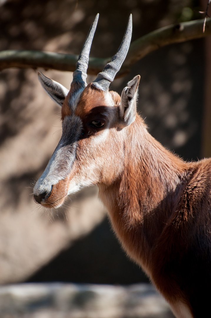 Bontebok (Damaliscus pygargus)