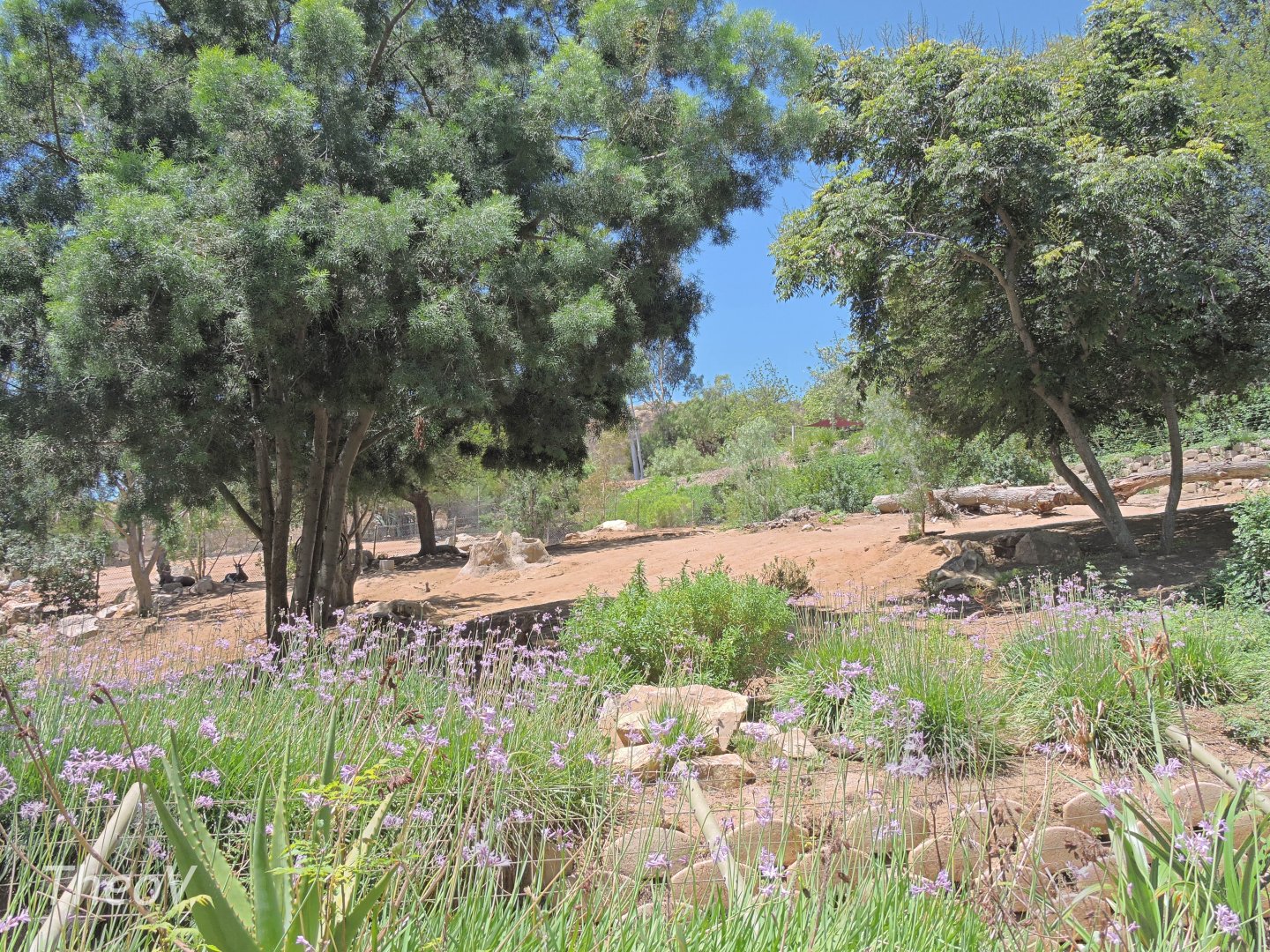 Bontebok exhibit [2015]