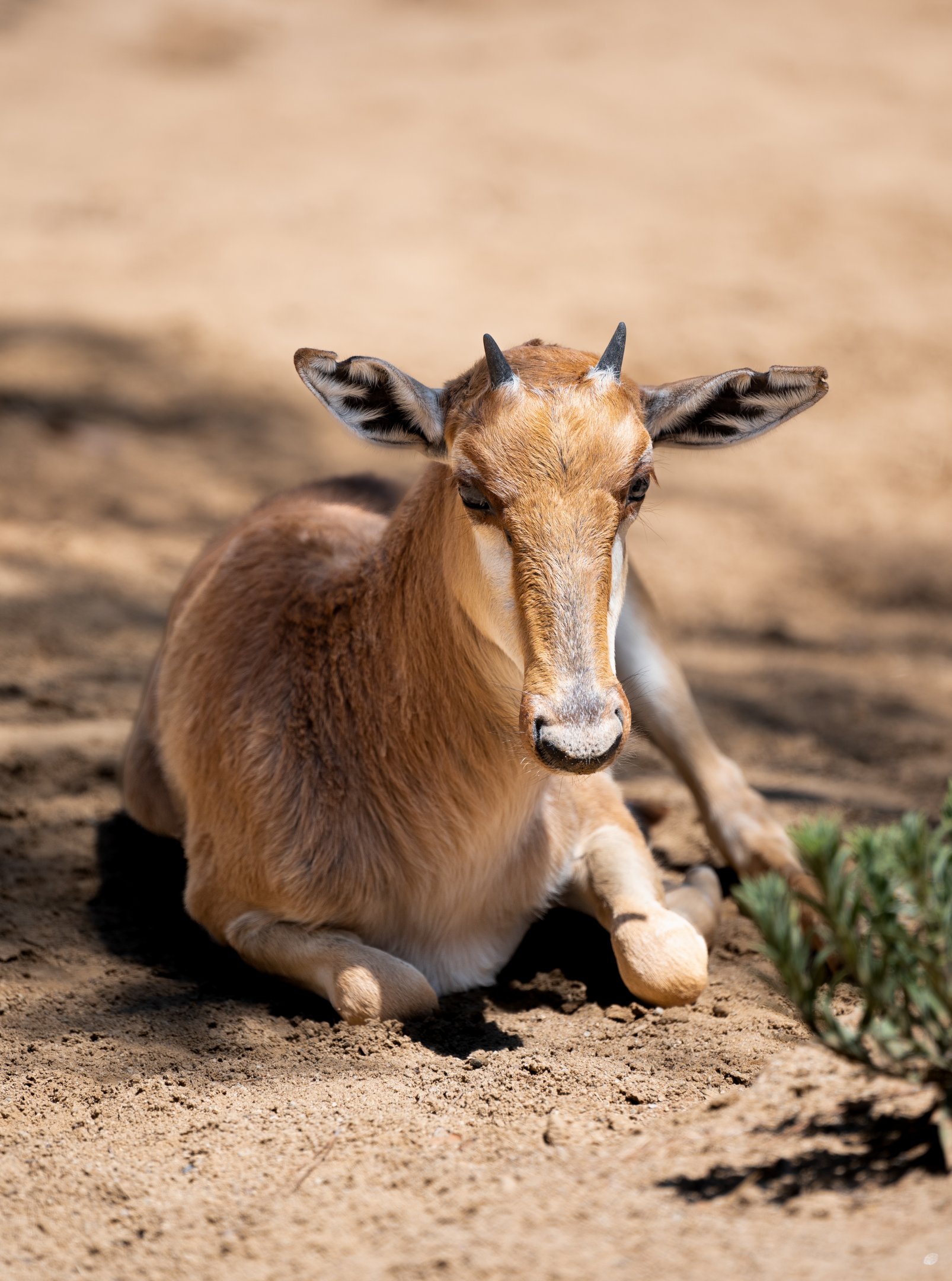 Bontebok fawn