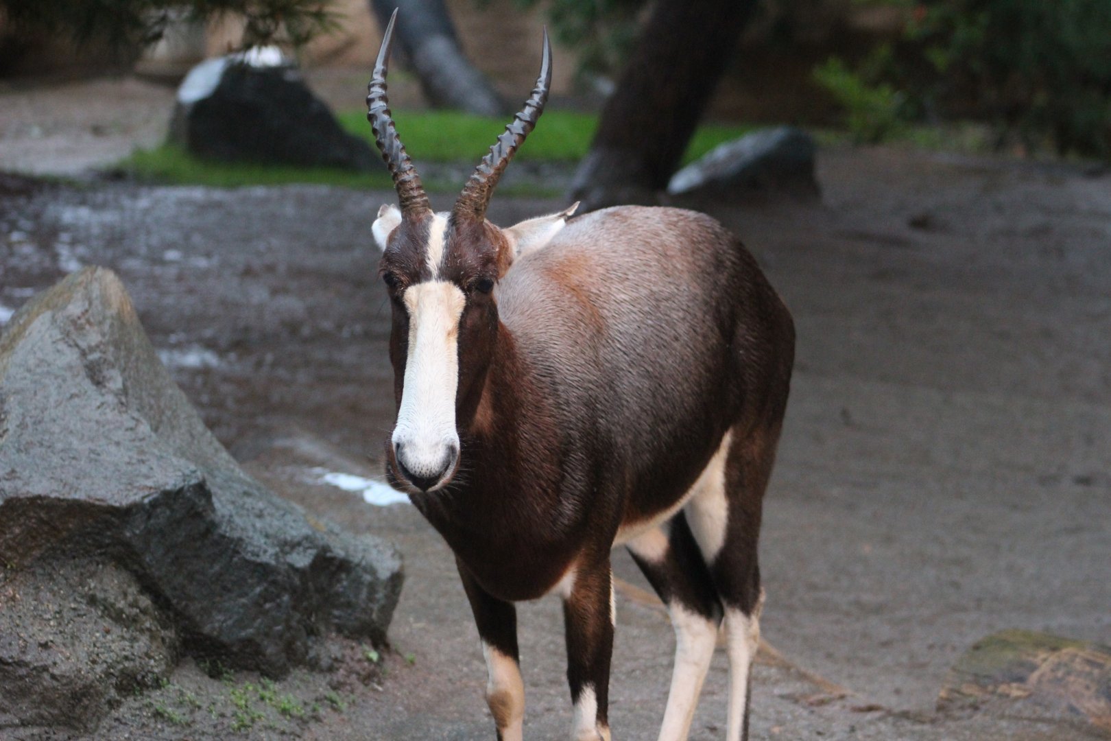 Bontebok in the rain