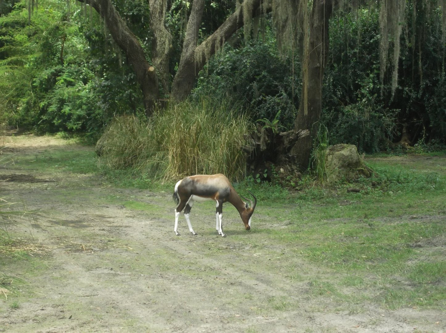 Bontebok, Kilimanjaro Safaris