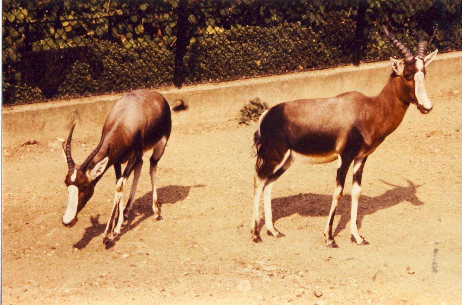 Bontebok London Zoo 28 September 1985