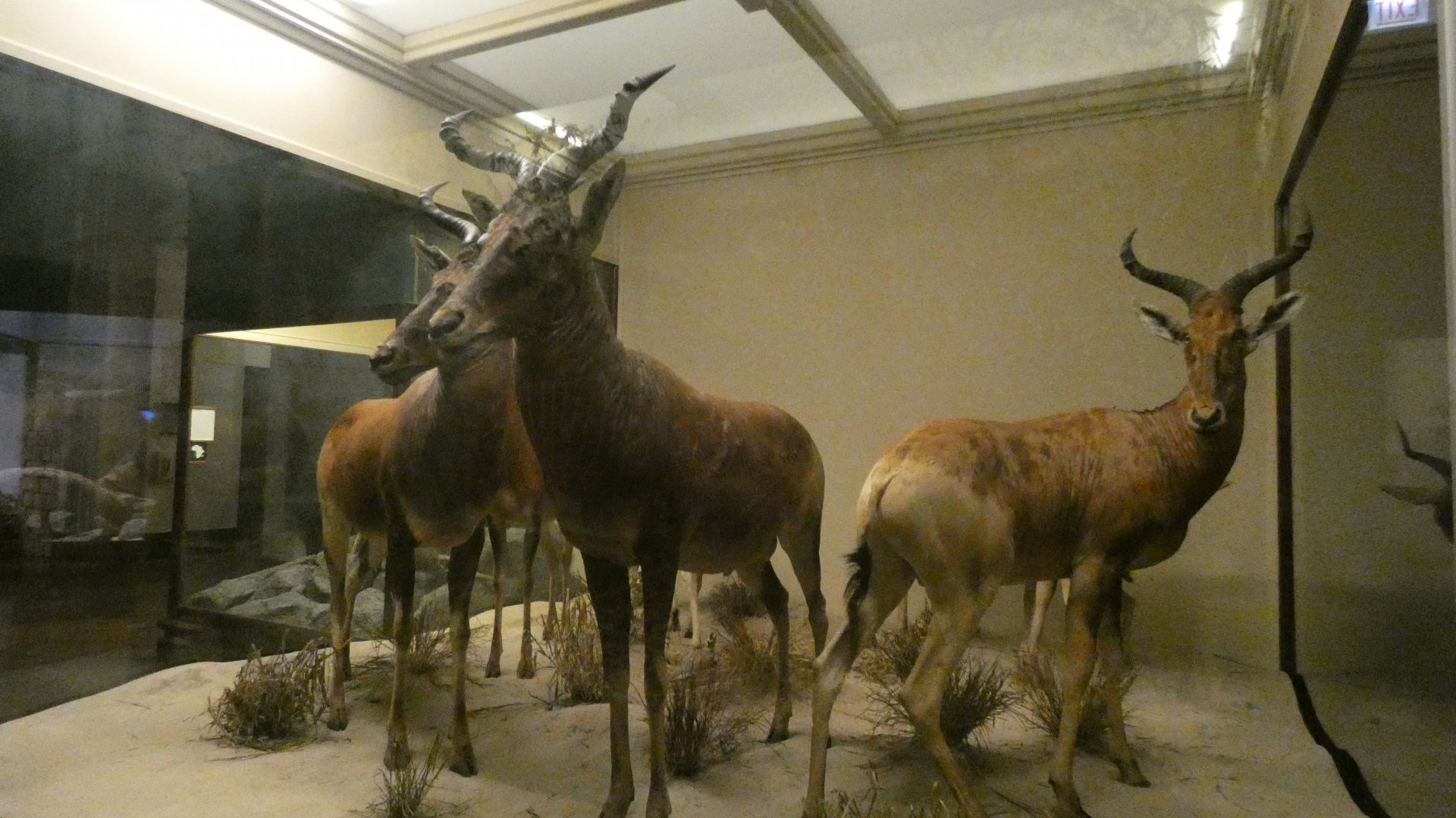 Bontebok, Mammals of Africa - Feb. 2022