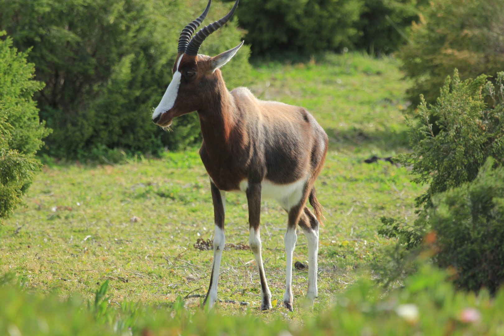 Bontebok (September 2012)
