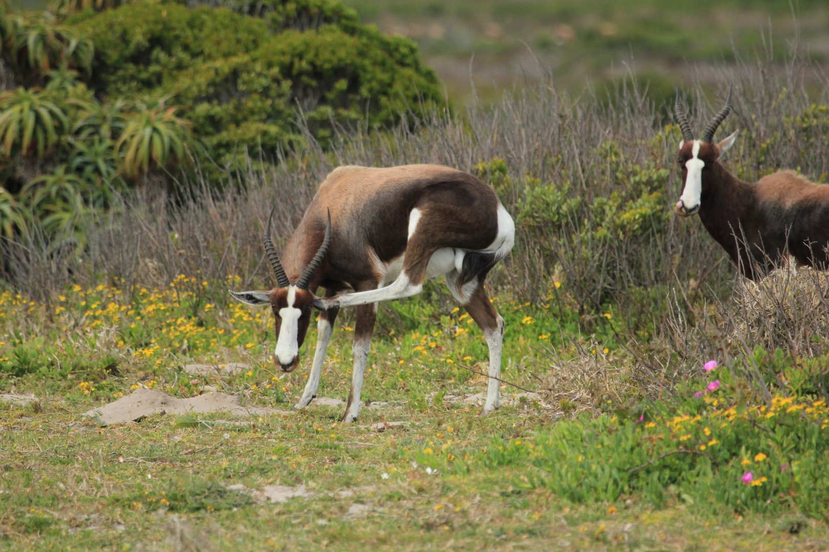Bontebok (September 2012)