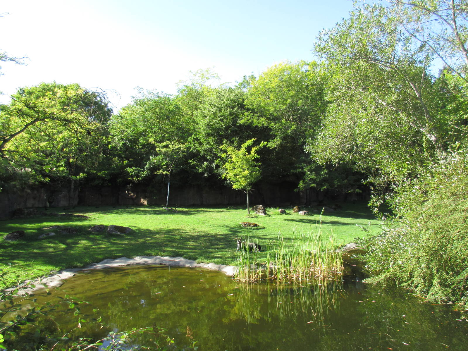 Bontebok/Speke's Gazelle Exhibit (old zebra yard)