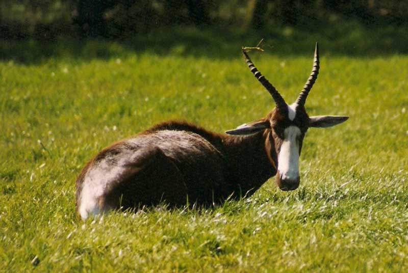 Bontebok @ Suffolk Wildlife Park 25.04.1999
