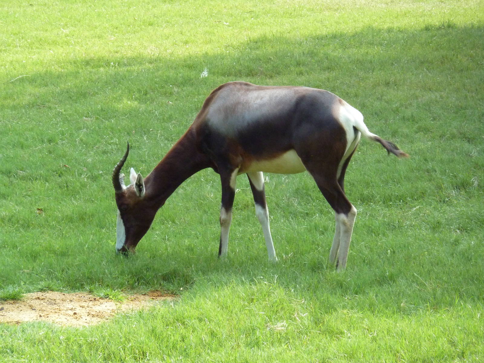 Bontebok