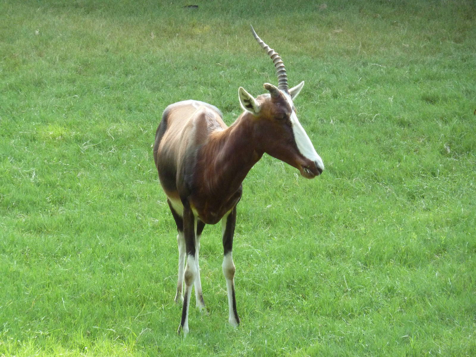 Bontebok