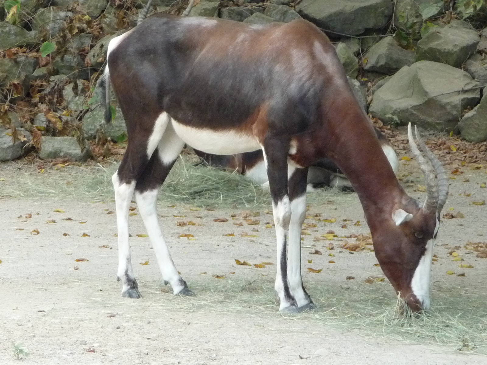 Bontebok