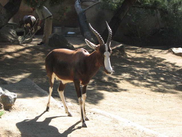 Bontebok