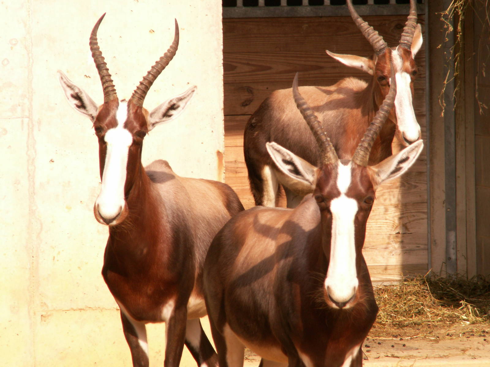 bontebok