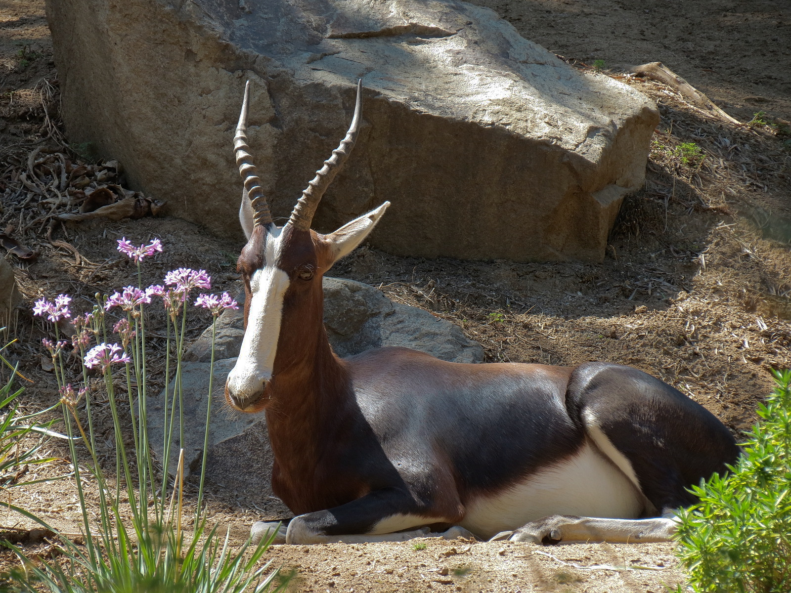 Bontebok
