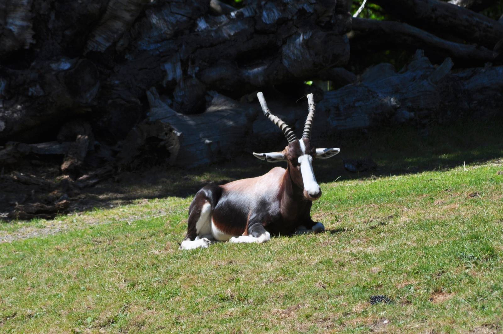 Bontebok