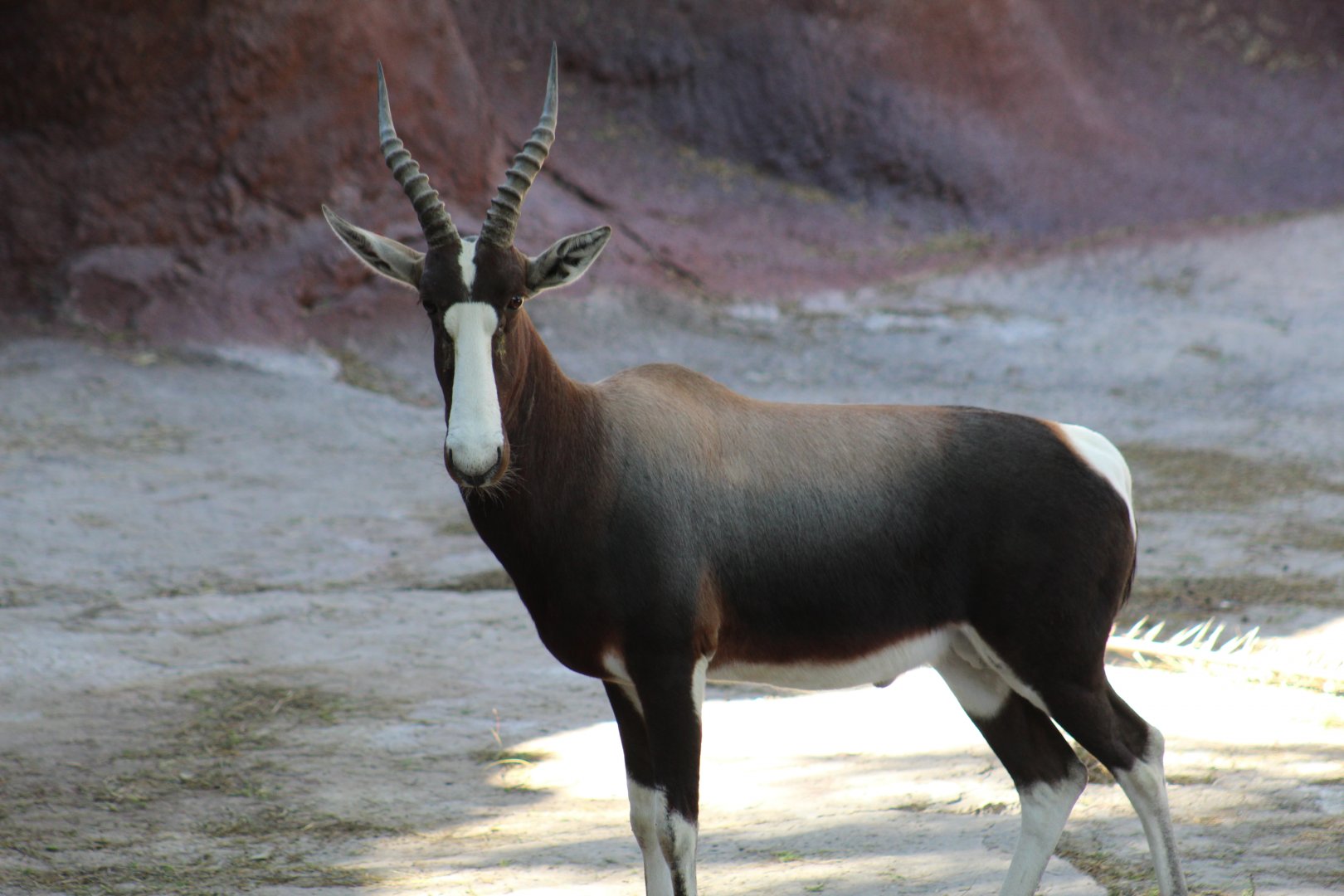 Bontebok