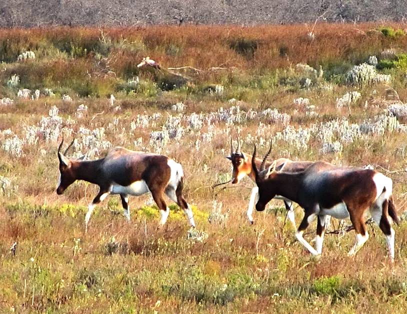Bontebok