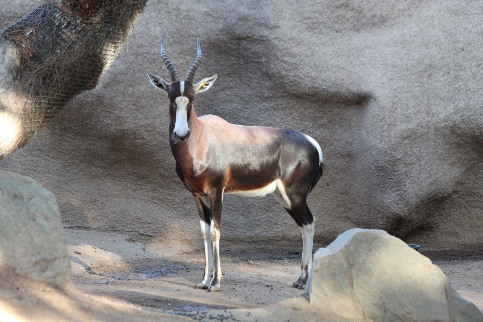 Bontebok