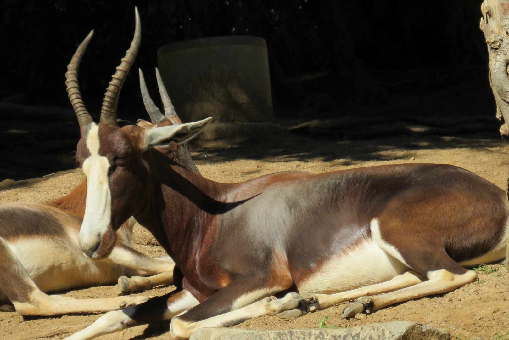 Bontebok